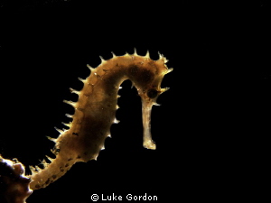 Backlighting for a Thorny Seahorse.. by Luke Gordon 